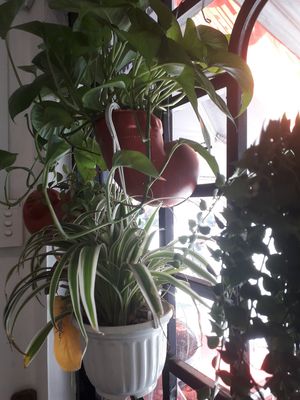 Plenty of plants in Filthy Vegan at Filthy Vegan in Ho Chi Minh City