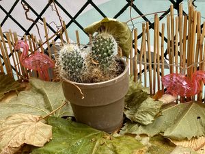 table at Green Flamingo in Innsbruck