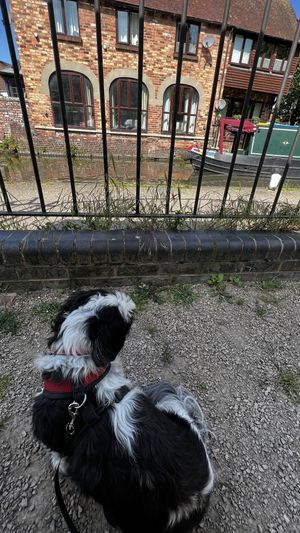 Great for dogs to watch the canal boats sail by  at Commandery Coffee in Worcester