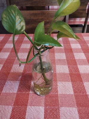 Flower to life at Govinda Lanches in Porto Alegre