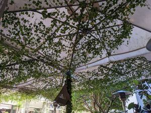 Lots of greenery sitting outside at Eden in Bondi Beach