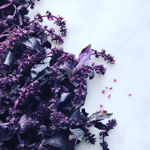 Red Reuben basil  at Local Vegan in Seattle