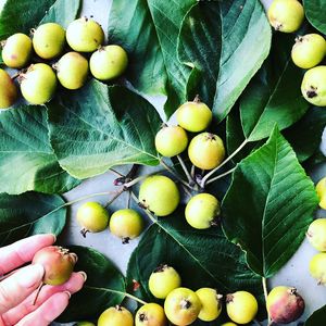 Tiny apples  at Local Vegan in Seattle