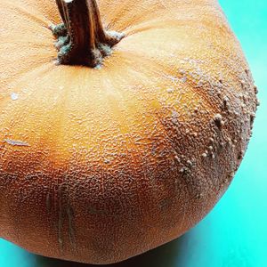 Luxury winter squash “pie pumpkin" at Local Vegan in Seattle