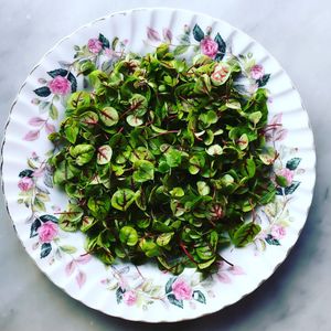 Micro greens  at Local Vegan in Seattle