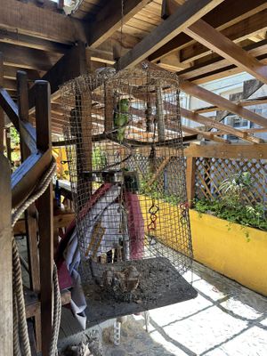 I got a juice here, and was so disappointed to spot this caged parrot on the way out. Won’t be back.  at Cannibal Cafe in Roatan