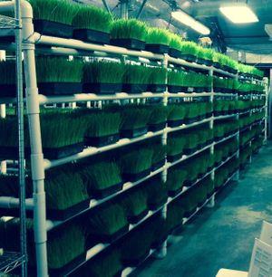 Wheatgrass, Sunflower greens, Pea greens, Buckwheat sprouts, Broccoli & Radish microgreens available! at Universal Living Sprouts in West Palm Beach