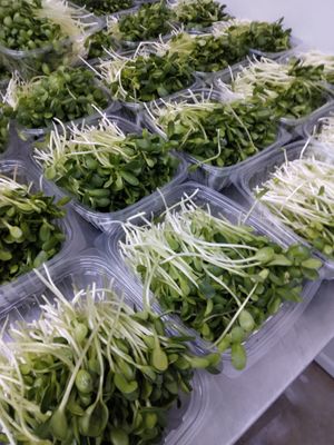 Sunflower greens harvest daily. at Universal Living Sprouts in West Palm Beach