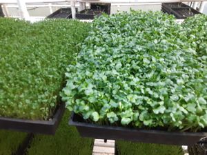 Broccoli and Radish microgreens, grown in soil. YUMMY!!! at Universal Living Sprouts in West Palm Beach