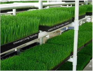 Wheatgrass! at Universal Living Sprouts in West Palm Beach