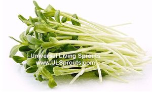 Sunflower greens! at Universal Living Sprouts in West Palm Beach