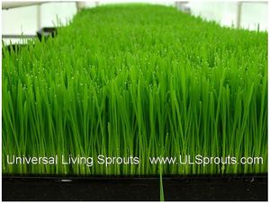 Wheatgrass! at Universal Living Sprouts in West Palm Beach