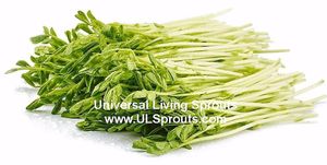 Pea Greens! at Universal Living Sprouts in West Palm Beach