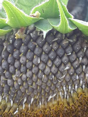  at Universal Living Sprouts in West Palm Beach