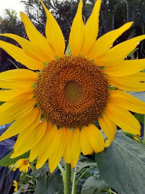  at Universal Living Sprouts in West Palm Beach