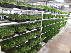  at Universal Living Sprouts in West Palm Beach