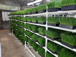  at Universal Living Sprouts in West Palm Beach