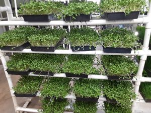  at Universal Living Sprouts in West Palm Beach