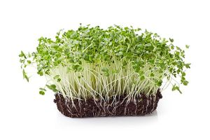 Broccoli microgreens grown in soil for 8-10 days. at Universal Living Sprouts in West Palm Beach