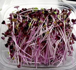  at Universal Living Sprouts in West Palm Beach