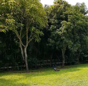 Peacock Visitor on the property... usually the come in groups at Universal Living Sprouts in West Palm Beach
