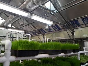 Taken inside the Greenhouse at Universal Living Sprouts on 9.26.2024 - with building materials used to repair ceiling/roof .... Henry R-Tech Insulation  Boards, Aluminum Foil Tape to hold it all in place - treated with termite insecticide at Universal Living Sprouts in West Palm Beach