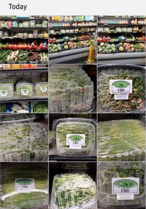 Some of the excessive moisture greens & wheatgrass at Universal Living Sprouts in West Palm Beach