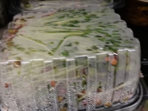 Back of Organic Salad at Universal Living Sprouts in West Palm Beach