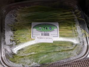 Front of Organic Wheatgrass - yellowed at Universal Living Sprouts in West Palm Beach