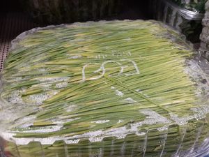 Back of Organic Wheatgrass - horribly yellowed at Universal Living Sprouts in West Palm Beach