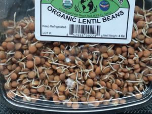 Organic Sprouted Lentil Beans - mold present on front view and back view at Universal Living Sprouts in West Palm Beach