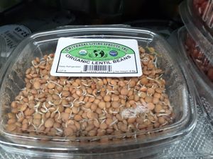 Organic Sprouted Lentil Beans - mold present on front view at Universal Living Sprouts in West Palm Beach
