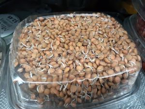 Organic Sprouted Lentil Beans at Universal Living Sprouts in West Palm Beach