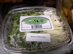 Organic Sprouted Radish Greens - yellowed rotten on back
 at Universal Living Sprouts in West Palm Beach