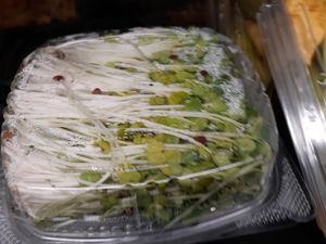 Organic Sprouted Radish Greens - yellowed rotten on back
 at Universal Living Sprouts in West Palm Beach