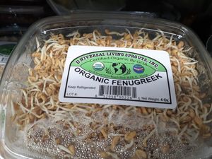 Sprouted Fenugreek - excessive moisture at Universal Living Sprouts in West Palm Beach