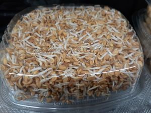 Sprouted Organic Fenugreek at Universal Living Sprouts in West Palm Beach