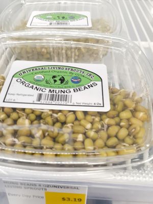 8.29.25 Sprouted Mung Beans - no lot number, no "start date" , no best by date at Universal Living Sprouts in West Palm Beach