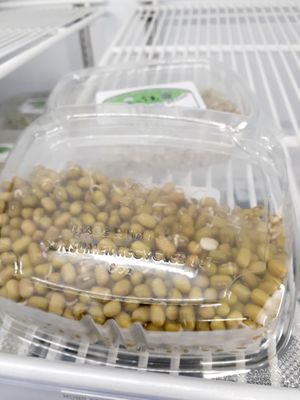 8.29.25 Bottom of Sprouted Mung Beans - no lot number, no "start date" , no best by date at Universal Living Sprouts in West Palm Beach