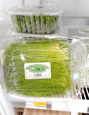 8.29.25 Harvested Wheatgrass - no lot number, no "start date" , no best by date at Universal Living Sprouts in West Palm Beach