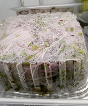 8.29.25 Bottom of Purple Rambo Radish Greens - in correct UPC - excessive moisture - no lot number, no "start date" , no best by date at Universal Living Sprouts in West Palm Beach