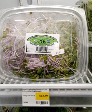 8.29.25 Purple Rambo Radish Greens - in correct UPC (was not approved yet) - excessive moisture - no lot number, no "start date" , no best by date at Universal Living Sprouts in West Palm Beach