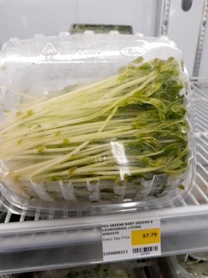 8.29.25 Bottom of Pea Greens - excessive moisture - they do not look good - no lot number, no "start date" , no best by date at Universal Living Sprouts in West Palm Beach