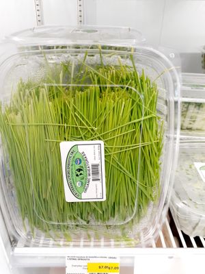 8.29.25 Harvested Wheatgrass - no lot number, no "start date" , no best by date at Universal Living Sprouts in West Palm Beach