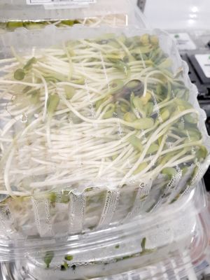 8.29.25 Excessive Moisture - no lot number, no "start date" , no best by date at Universal Living Sprouts in West Palm Beach