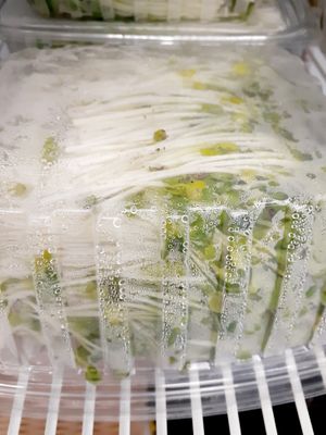 8.29.25 Excessive Moisture - no lot number, no "start date" , no best by date at Universal Living Sprouts in West Palm Beach