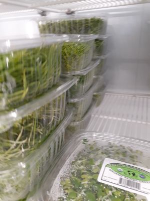 9.1.2025 at Universal Living Sprouts in West Palm Beach