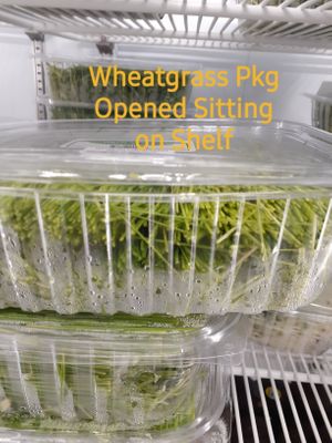 9.1.2025 at Universal Living Sprouts in West Palm Beach