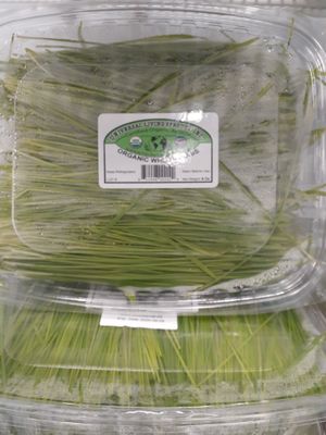 9.1.2025 at Universal Living Sprouts in West Palm Beach