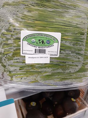 9.1.2025 at Universal Living Sprouts in West Palm Beach